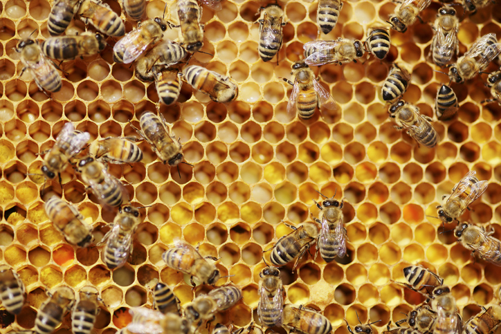 Photo of a large number of Bees tending to their honey within their hive.