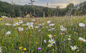 Native wild flowers in an ancient hay meadow in the High Weald of Sussex